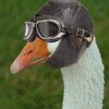 goose3.jpg