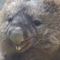 Wombat